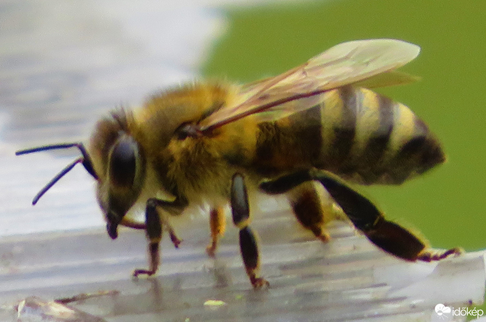 szuper macro