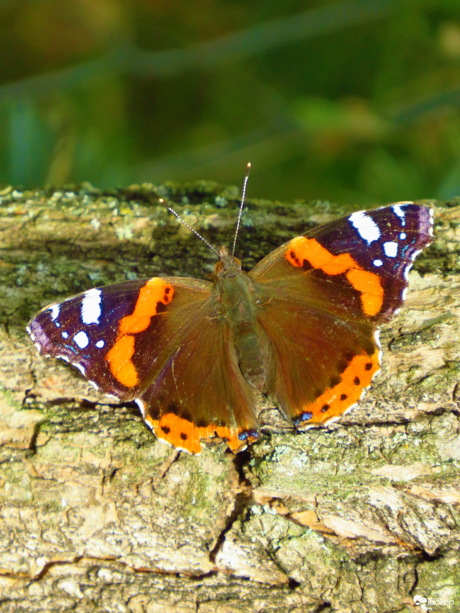 Atalanta lepke