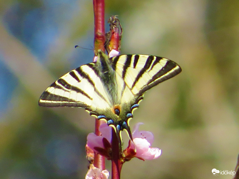 Kardos lepke