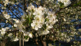 Cseresznye fa virág. :) 