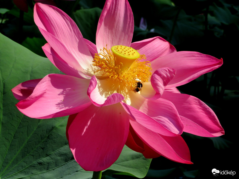 "Nelumbo nucifera"