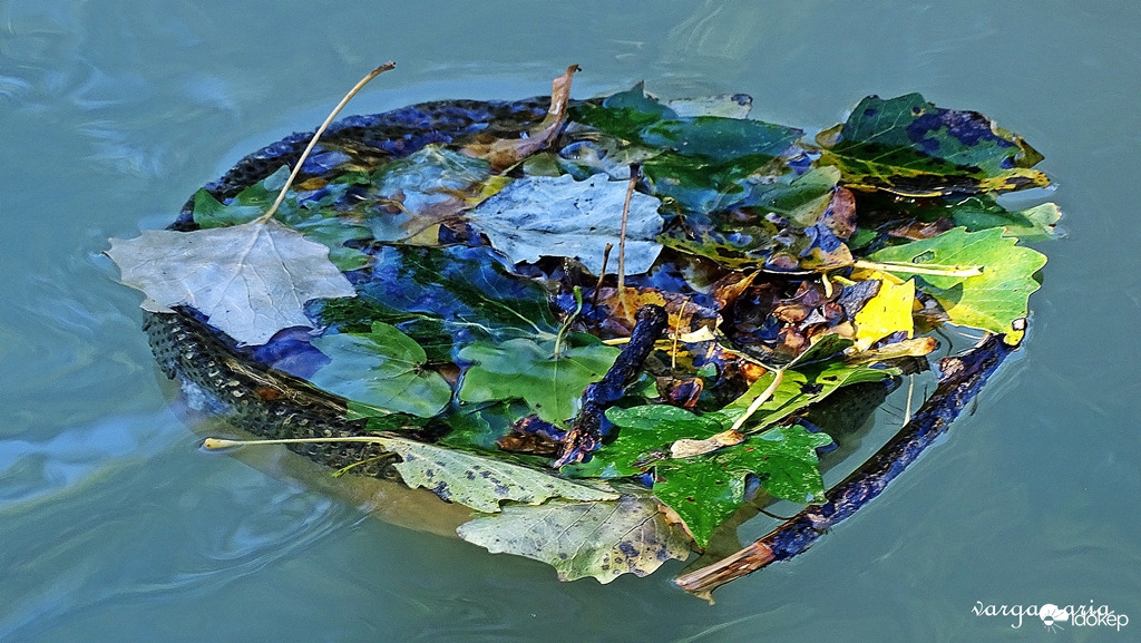 Tatabánya 