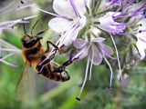 A mézontó fű és a méhek 1
