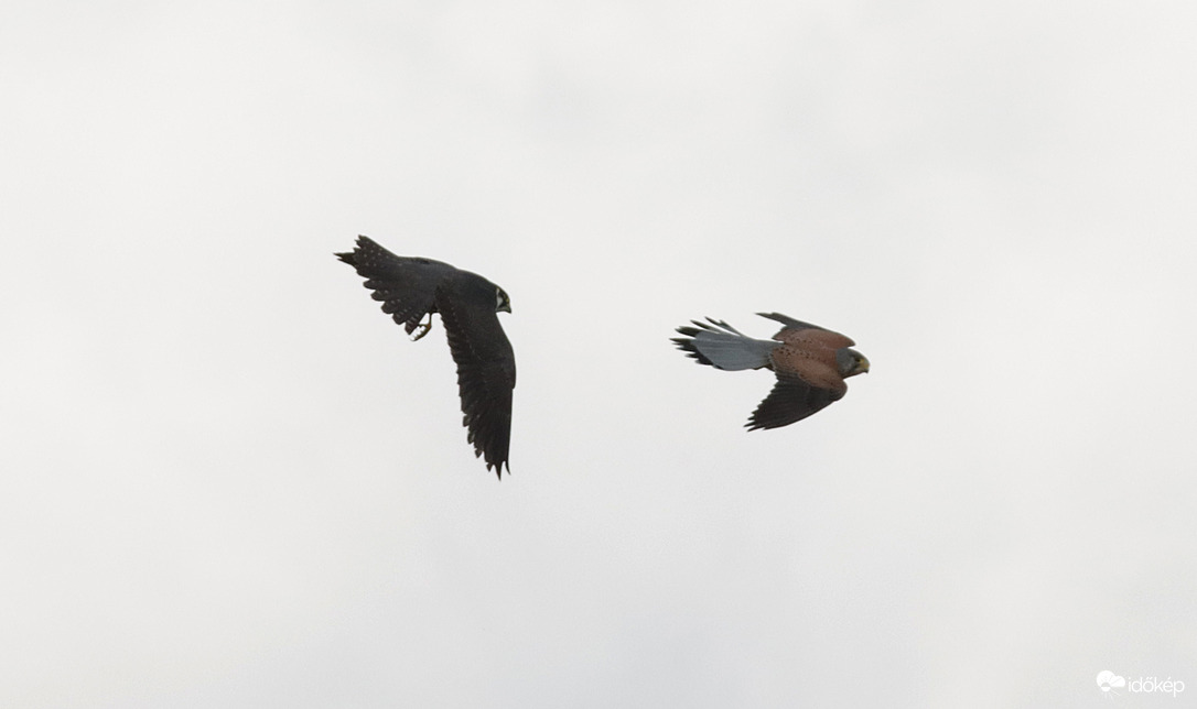 A vándor sólyom és a vörös vércse esete...