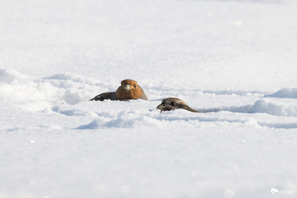 A hó fogságában... -- 