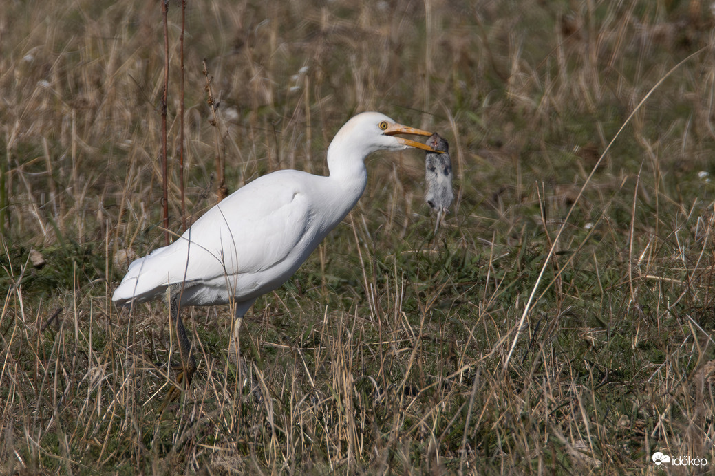 Nyakon csípve... -- 