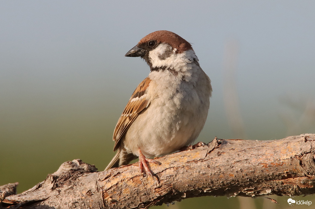 Én is szép vagyok :)