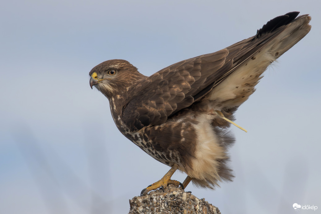 Célra tarts! Tűz! -- 