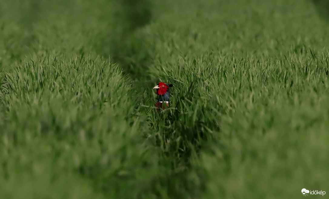 Nem sikerült elbújni