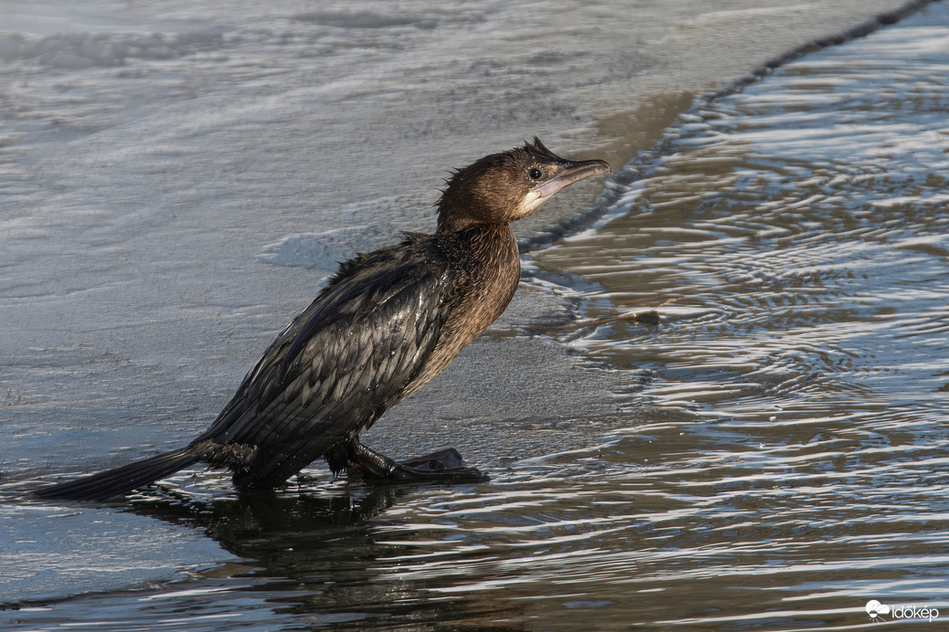 Maradtam télire... -- 