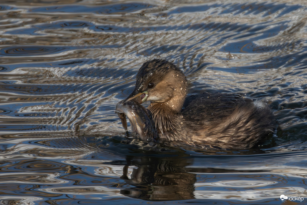 A lihogó halásza... -- 