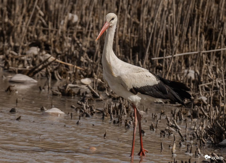 Horgászni jöttem...
