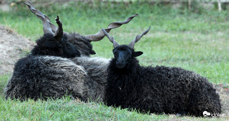 Racka juh