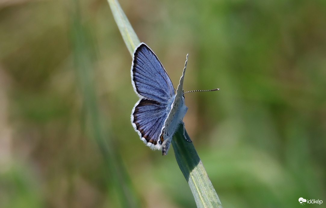 Közönséges boglárkalepke