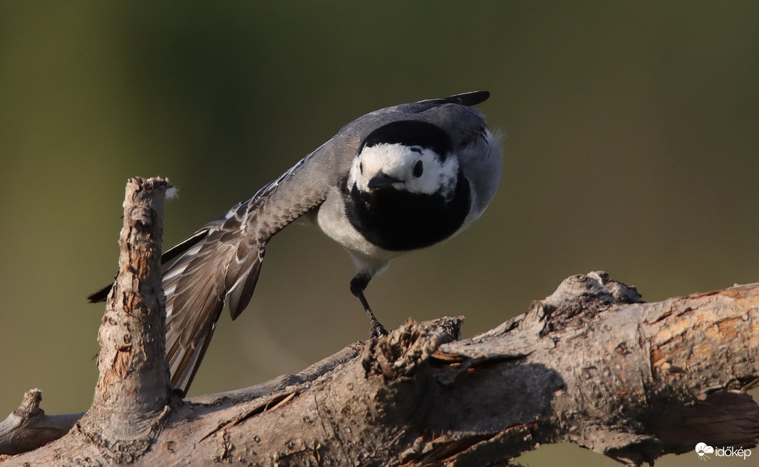 Jóga: billegető póz jobbra