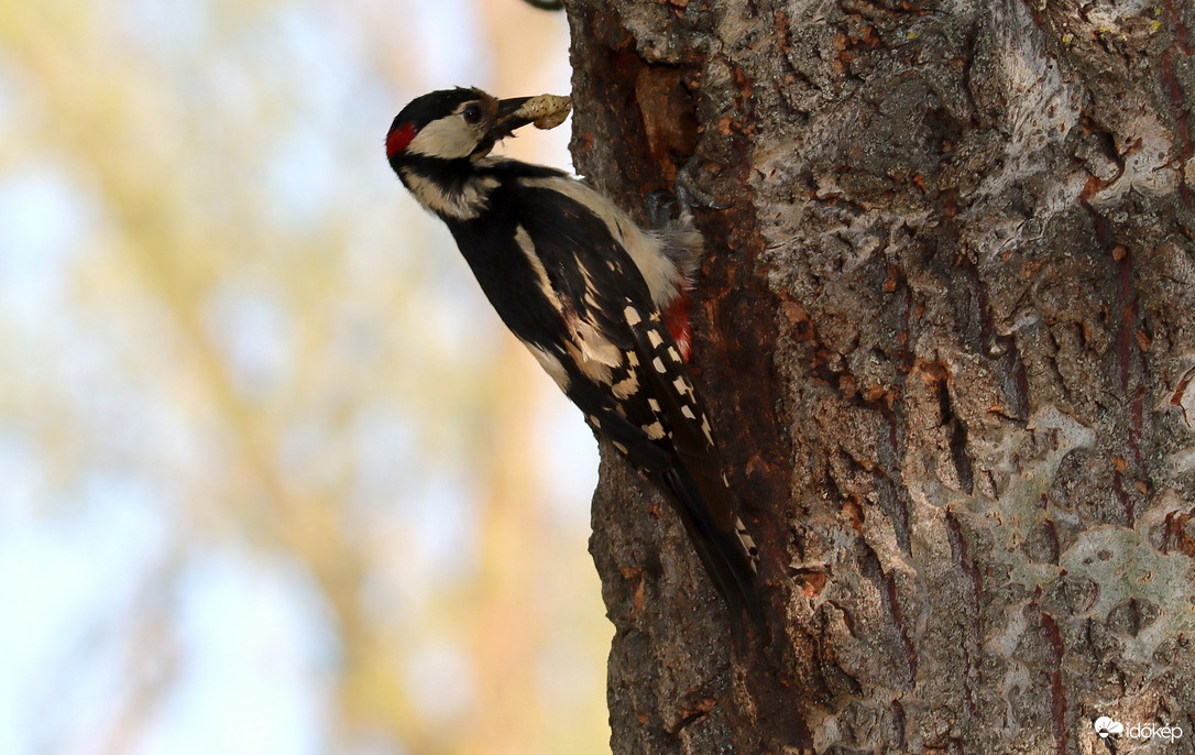 Komolyodik az elemózsia