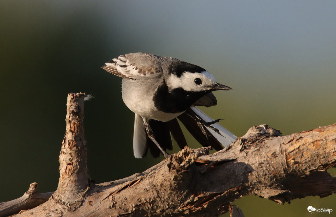 Jóga: billegető póz balra