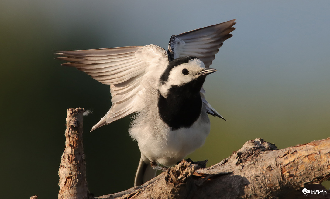 Jóga: szárnyaló póz