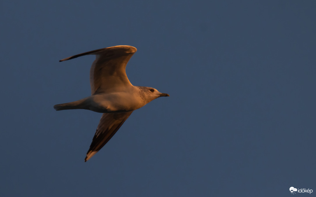 Suhanás az utolsó fénysugarakban...