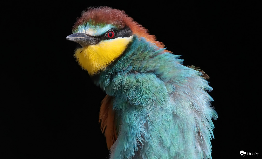 Frissen fésülve...