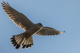 Szitáló üzemmód... -- 