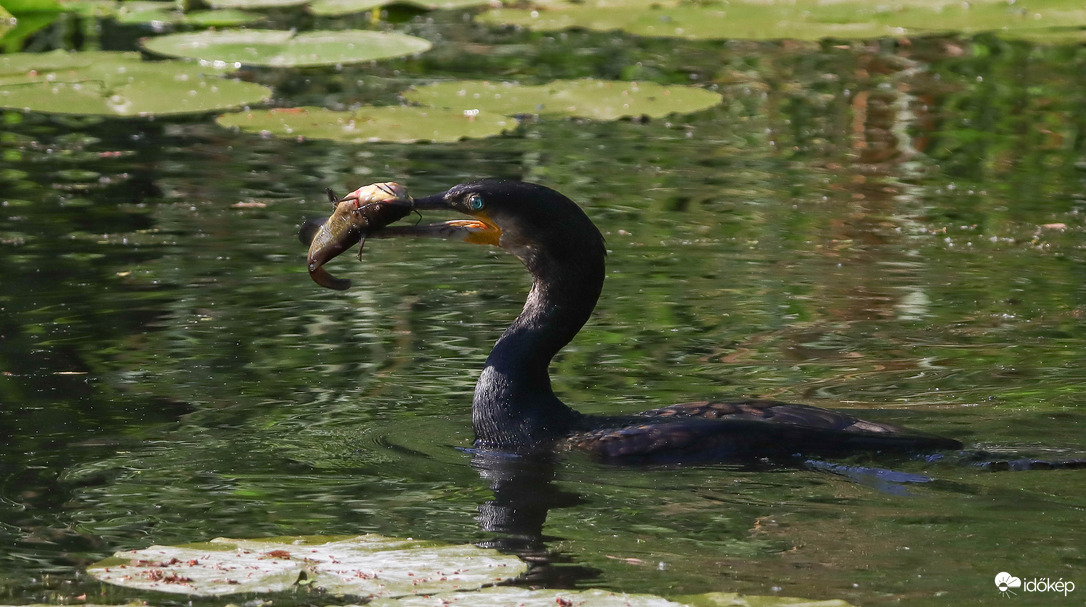 Rettenetesen telhetetlen begyemet teleteszem eme helyre betelepedett fekete egyedekkel, ezzel helyet teremtve eme nemzetnek becses keszegeknek s egyebeknek, ezennel engem ember ne verjen, mert tettem lehet elengedhetetlen...