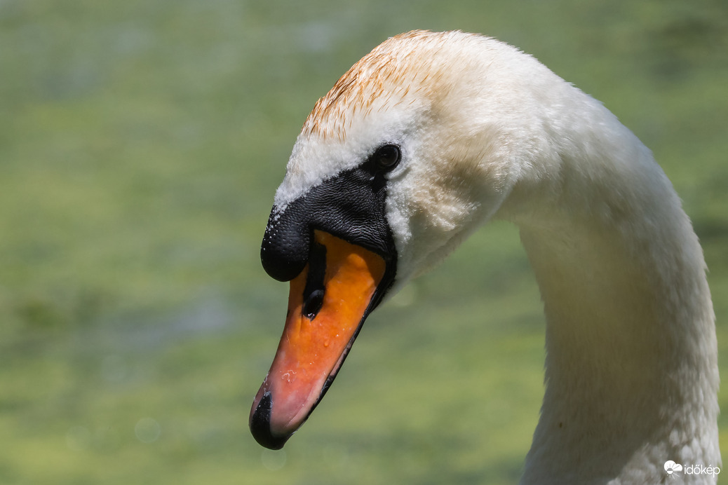 Portré