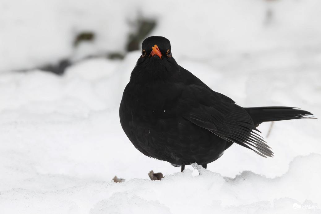 Keresztcsőrű... -- 