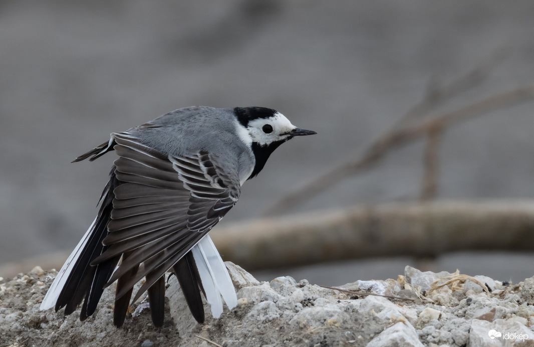 Szégyenlős vagyok, ne nézze a lábam!