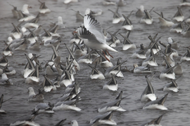 Kotorásszatok csak tovább! Én megfogtam, léptem... -- 