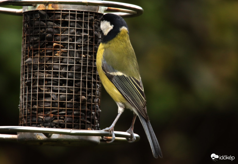 A fenti szotyi jó lesz