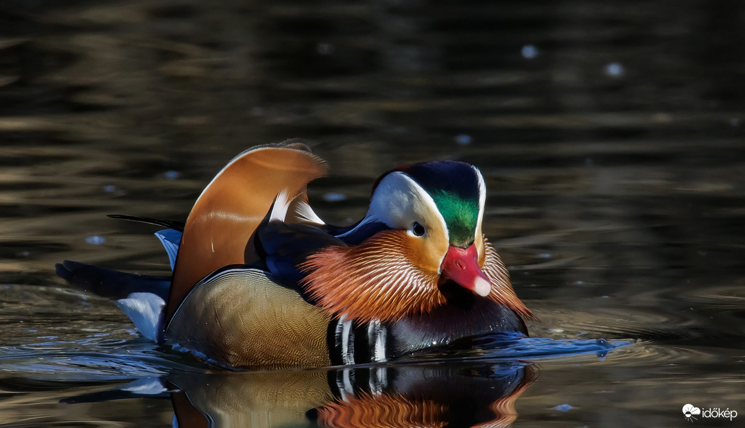 Mandarin réce
