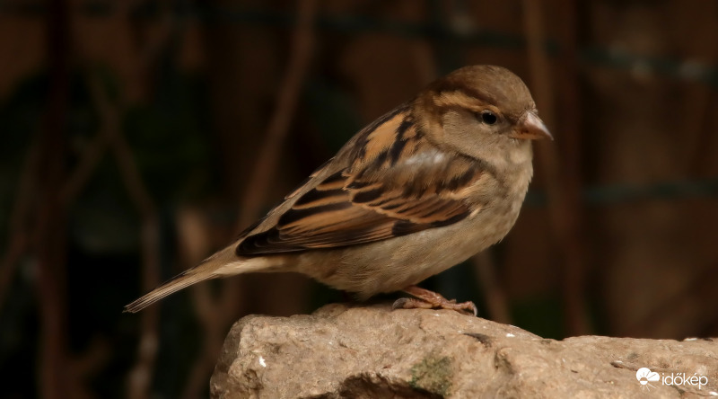 Egy veréb is lehet cuki