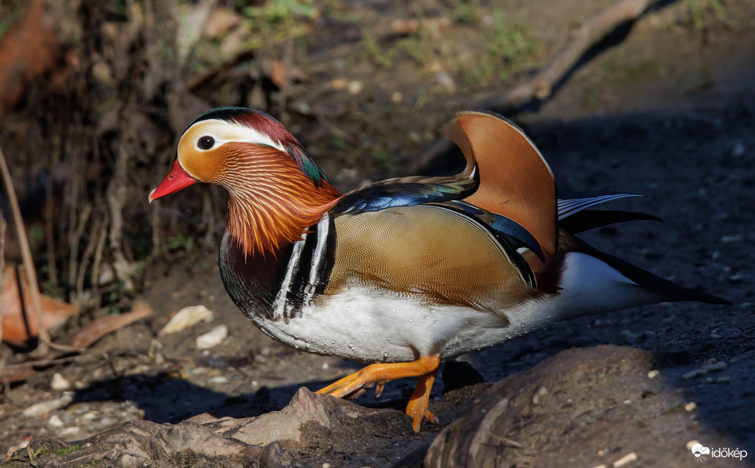 Lépegetés