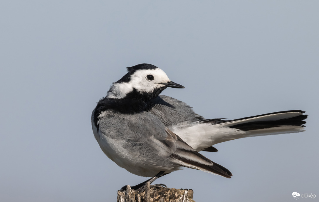 Reggeli torna: fejkörzés