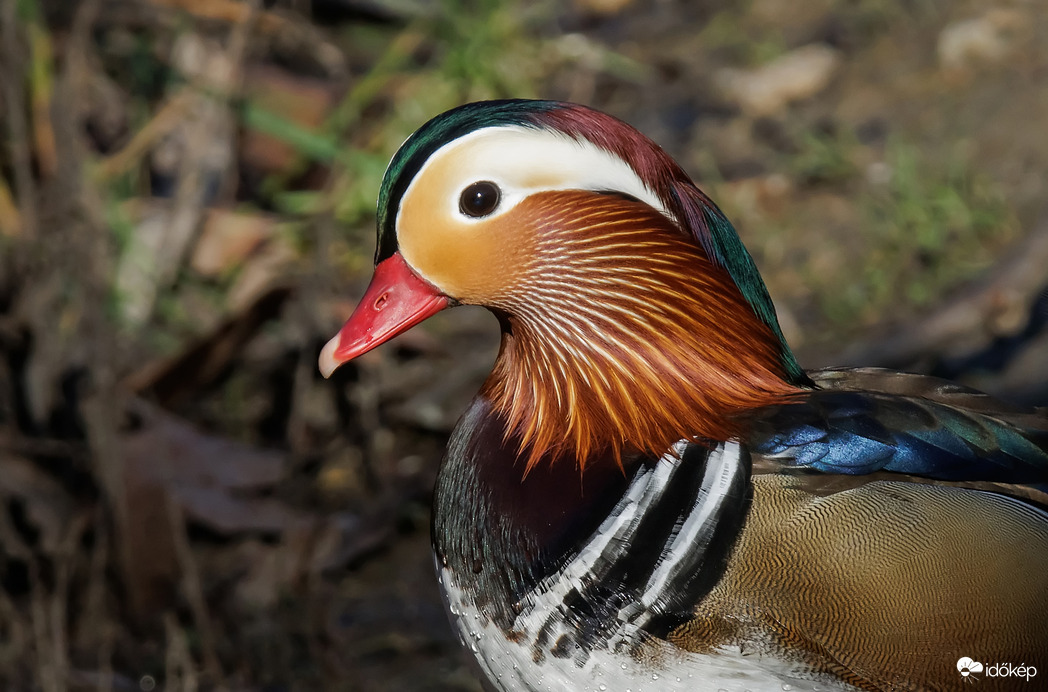 Portré