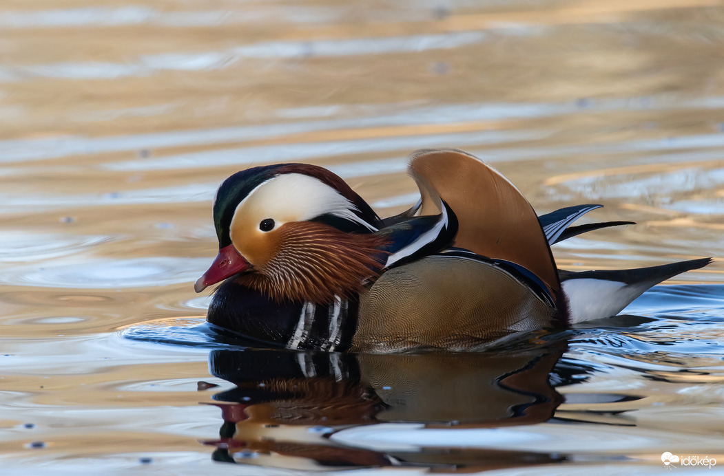 Mandarin réce
