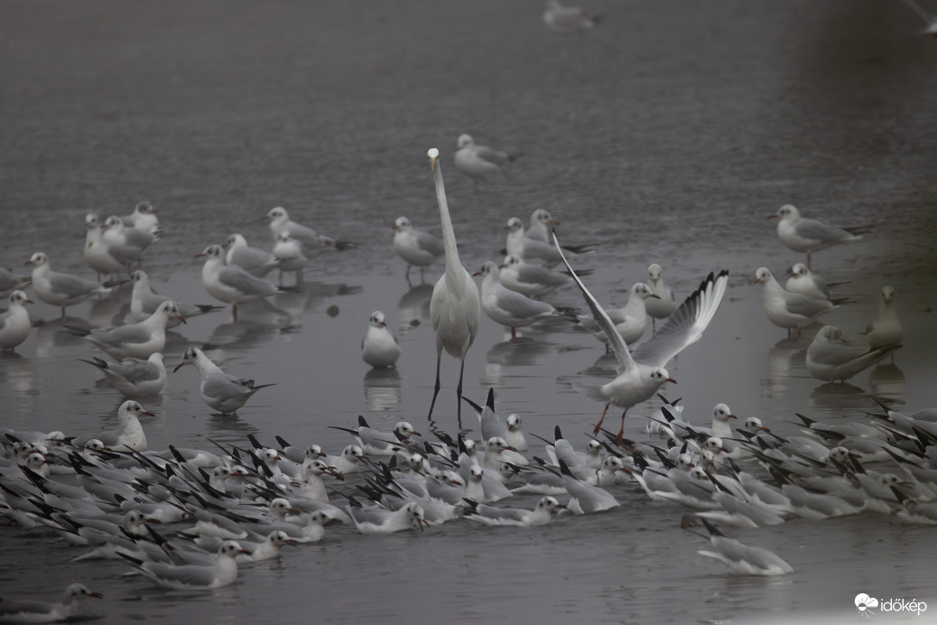 Alakzatba rendeződj!!! -- 