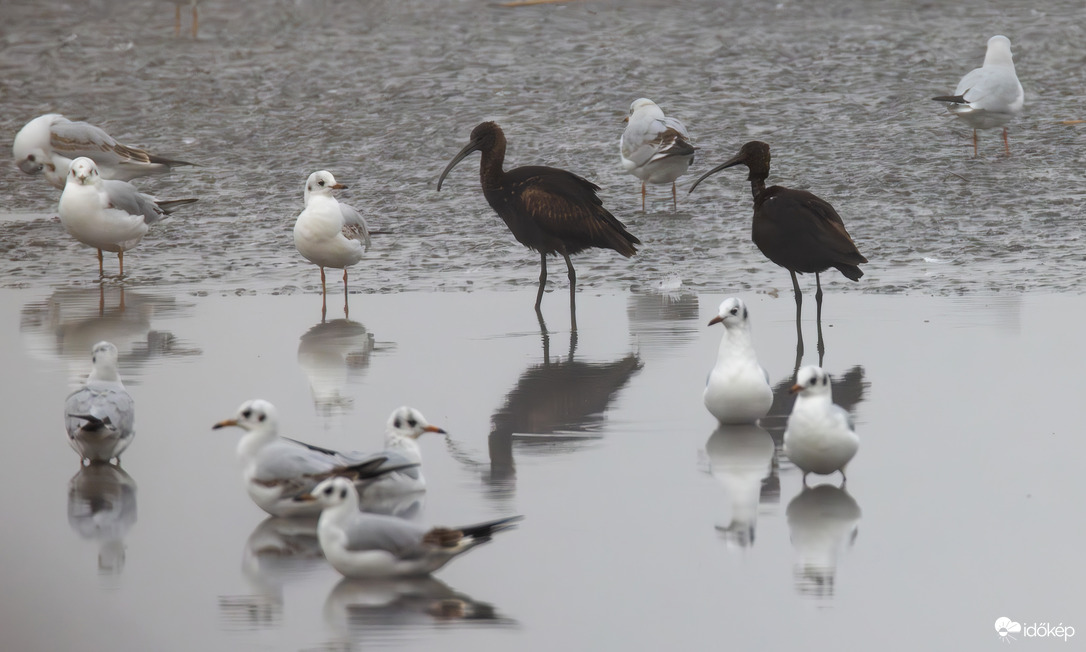 Ketten batlák és a sereg...