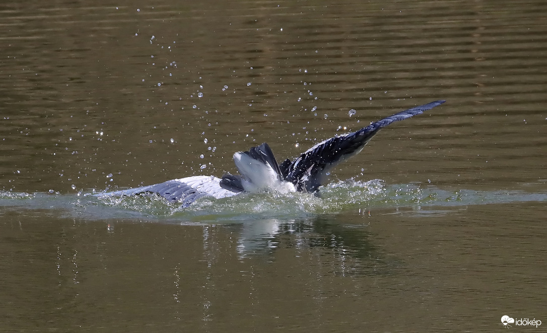 Lecsapás a levegőből