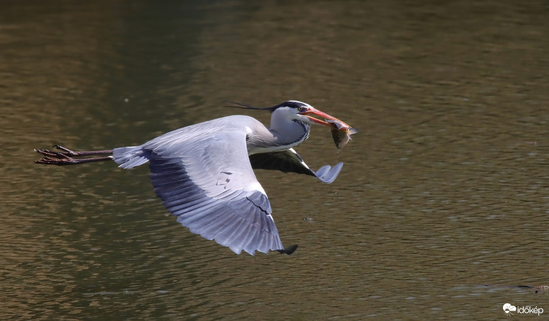 Suhanás a zsákmánnyal