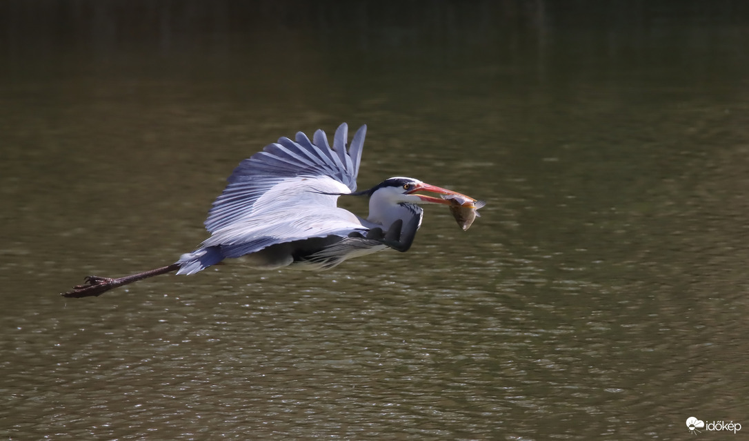Boldog suhanás a zsákmánnyal