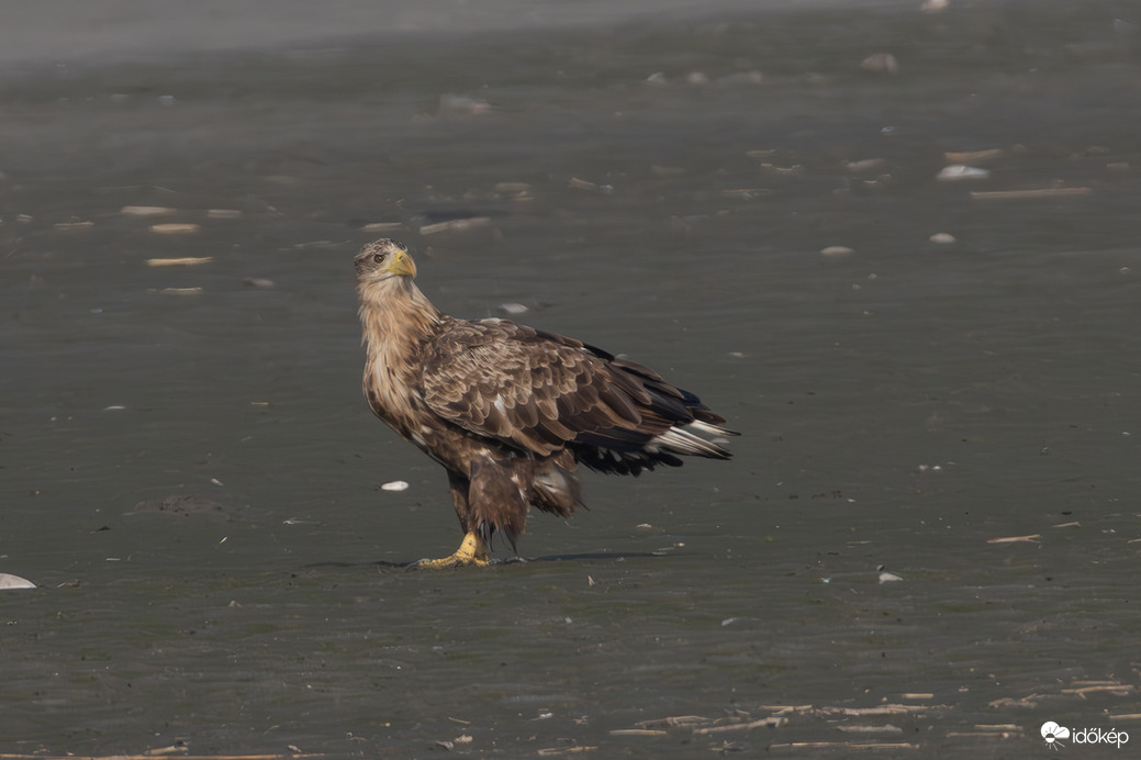 A király visszanéz -- 