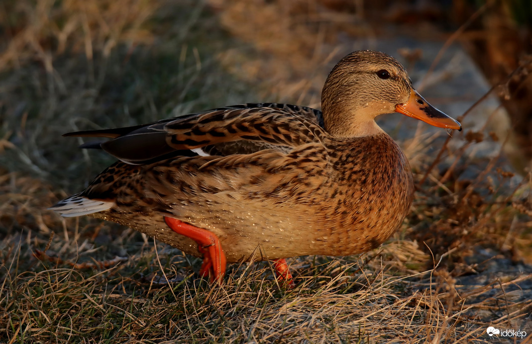 A lemenő nap fényében