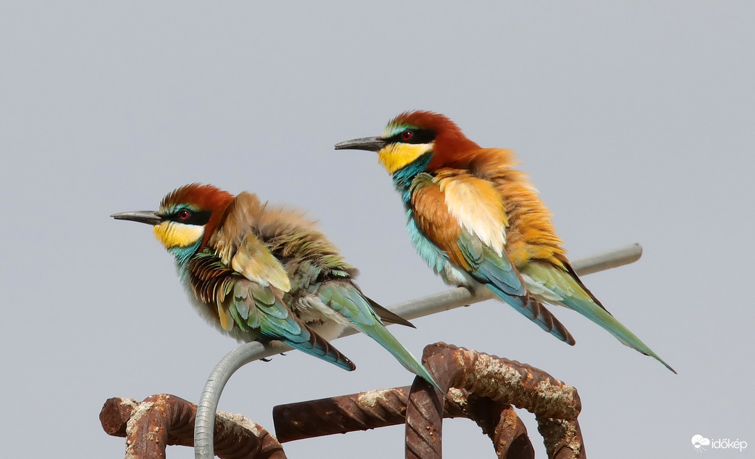 Borzolás a szélben