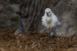 Nézek mint egy hárpia... -- 