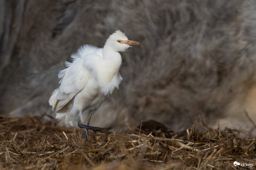 Szélben lépő... -- 