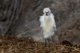 Villanypásztor, az igazi... -- 