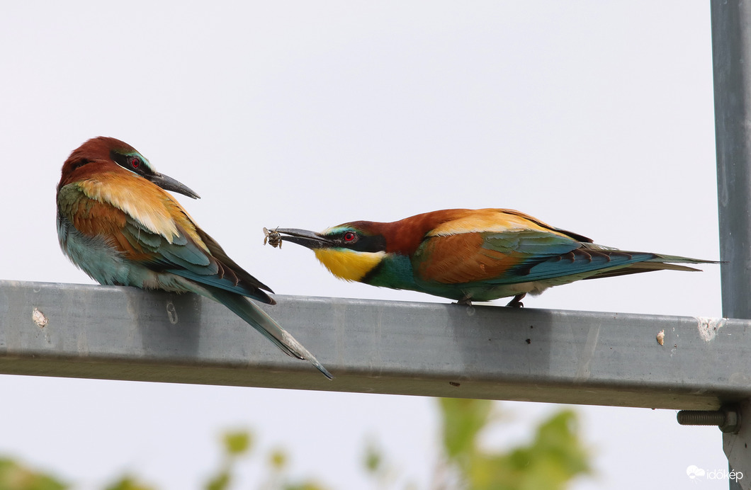 Kibékülünk? Ezt neked hoztam....