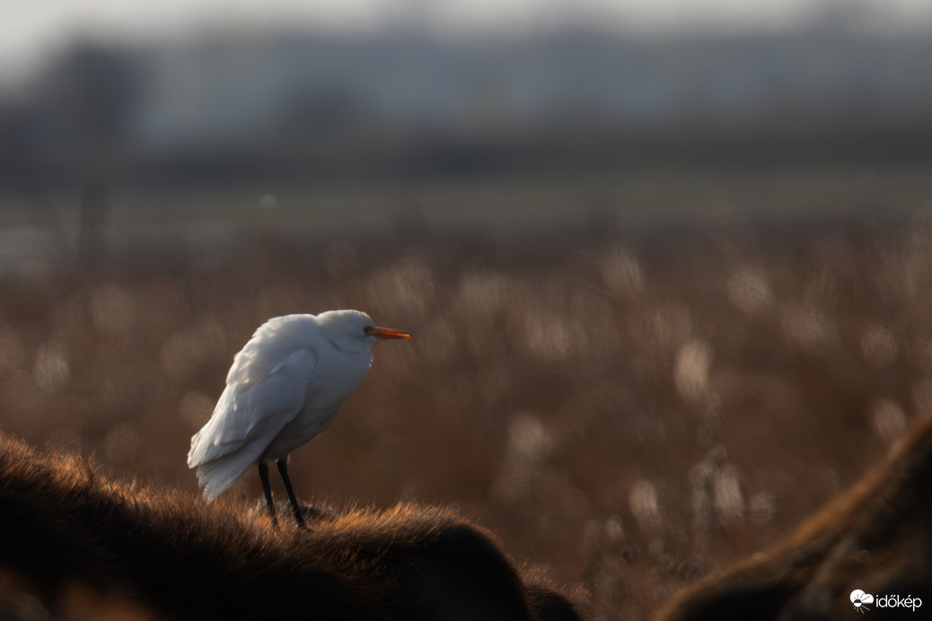 Gubbasztás bivalyháton... -- 